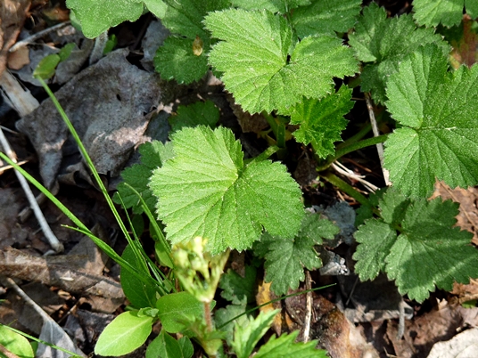 {Geum vernum}